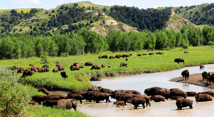 USA North Dakota Bison Theodore Roosevelt National Park Foto North Dakota Tourism